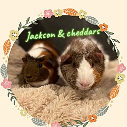 Photo of Jackson & Cheddars