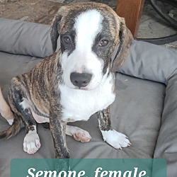 Photo of Semone