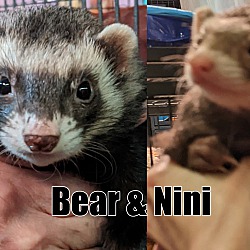 Photo of Nini & Bear