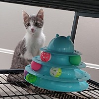 adopt a pet