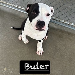 Thumbnail photo of Buler #1