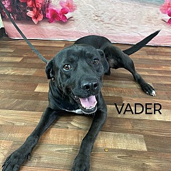 Thumbnail photo of Vader #4