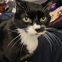 adopt a pet