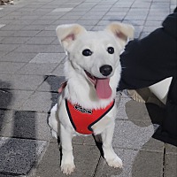 adopt-pet