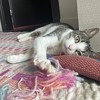 adopt a pet