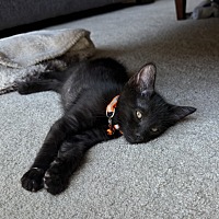adopt a pet