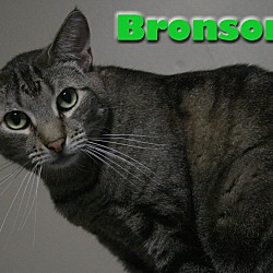 Photo of Bronson