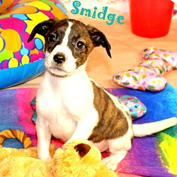 Thumbnail photo of Smidge~adopted! #2
