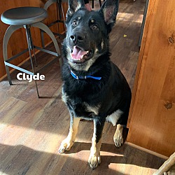 Photo of Clyde