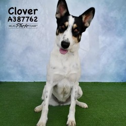 Photo of CLOVER