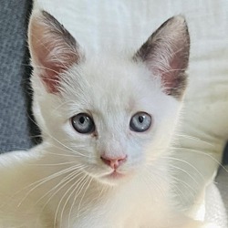 Photo of Petrol