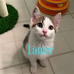 Photo of Lanier