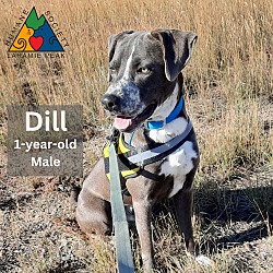 Thumbnail photo of Dill #4