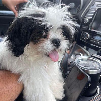 Tampa, FL - Shih Tzu/Shih Tzu. Meet Oreo a Pet for Adoption - AdoptaPet.com