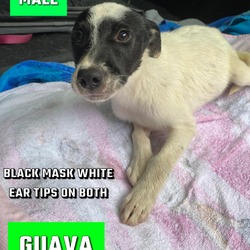 Thumbnail photo of Guava #3