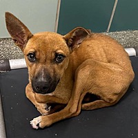adopt a pet