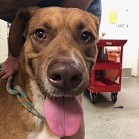 adopt a pet