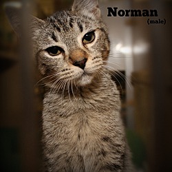 Thumbnail photo of NORMAN #4