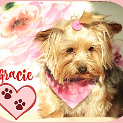 Thumbnail photo of Gracie-adoption pending #3