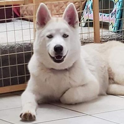 St Louis, MO - Husky. Meet Zuri* a Pet for Adoption.