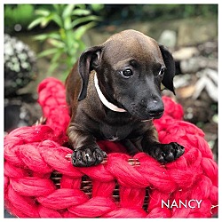 Thumbnail photo of NANCY #2