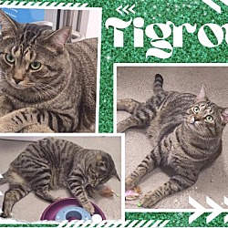 Thumbnail photo of Tigrou #1