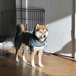 Photo of Nori