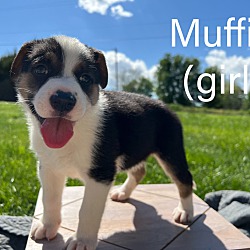 Thumbnail photo of Muffin #3