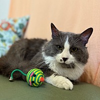 adopt a pet