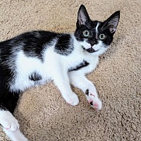 adopt a pet