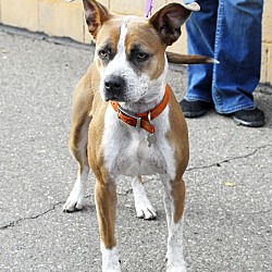 Detroit, MI - Cattle Dog/Pit Bull Terrier. Meet Sarillah-Adopted! a Pet ...