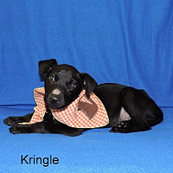 Thumbnail photo of Kringle #3