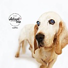 Basset Hound Puppies - Basset Hound Rescue and Adoption