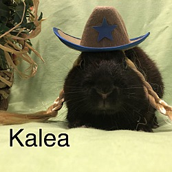 Photo of Kalea