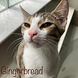 Thumbnail photo of Gingerbread #2