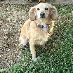 Photo of Chelsea-ADOPTED