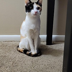 Photo of Rose