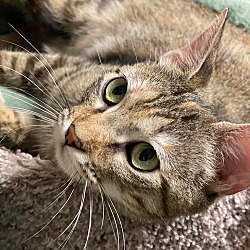 Photo of Biscuit