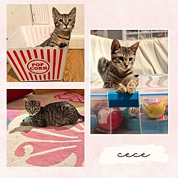 Thumbnail photo of Stella and Cece #3