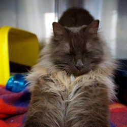 Thumbnail photo of Smokey #4