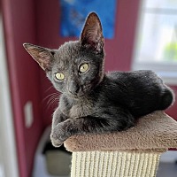 adopt a pet