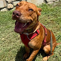 adopt a pet
