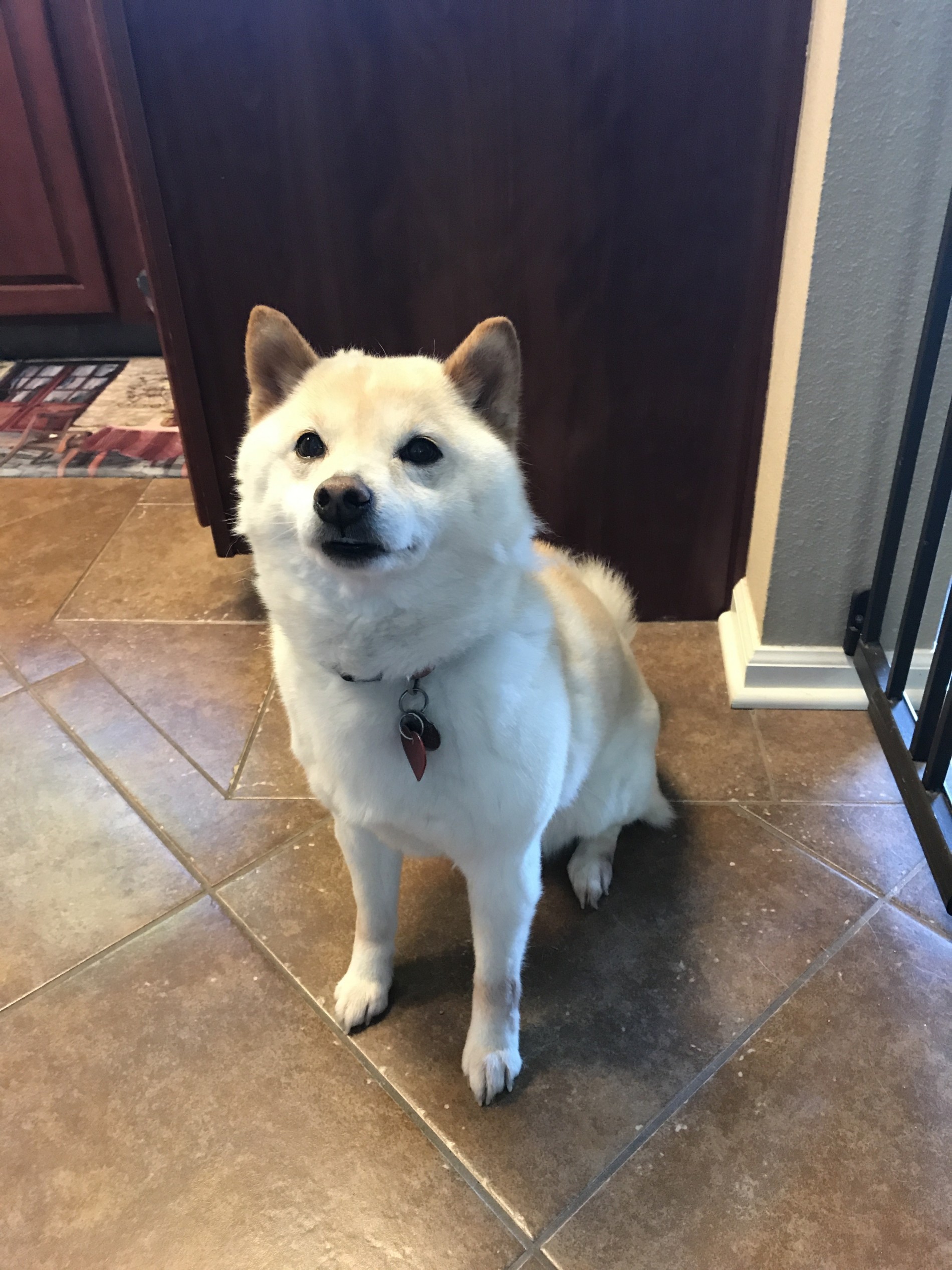 Omaha Ne Shiba Inu Meet Sheeba A Pet For Adoption