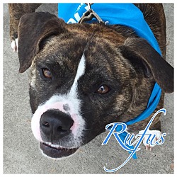 Thumbnail photo of Rufus #4