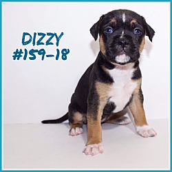 Photo of Dizzy