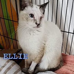 Thumbnail photo of ELLIE #4