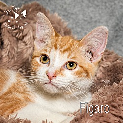 Thumbnail photo of Figaro (I'm polydactyl) #2