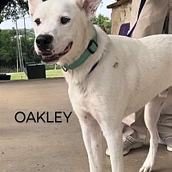 Photo of Oakley
