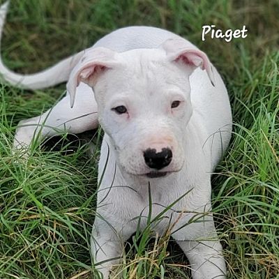 Clive IA Pit Bull Terrier Labrador Retriever. Meet Piaget DD a