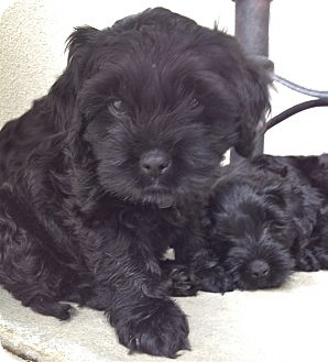 lhasa apso cocker spaniel mix puppies for sale